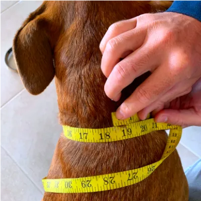 Padded Dog Collars Leather One and Half Inch (1.5 inch) Wide Tapered down to One Inch Buckle